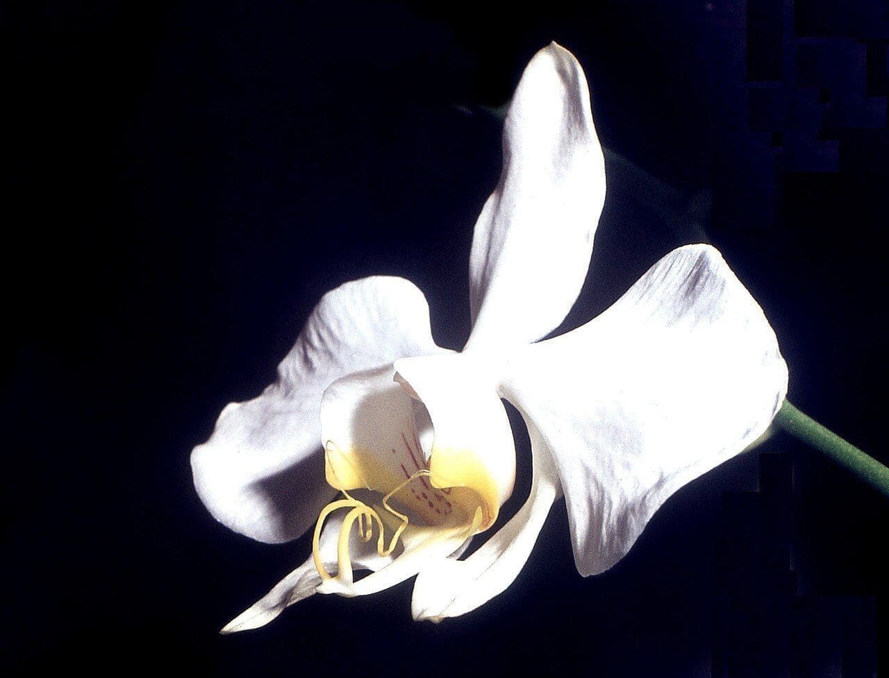סחלב פרפר (Phalaenopsis amabilis / Moth Orchid)