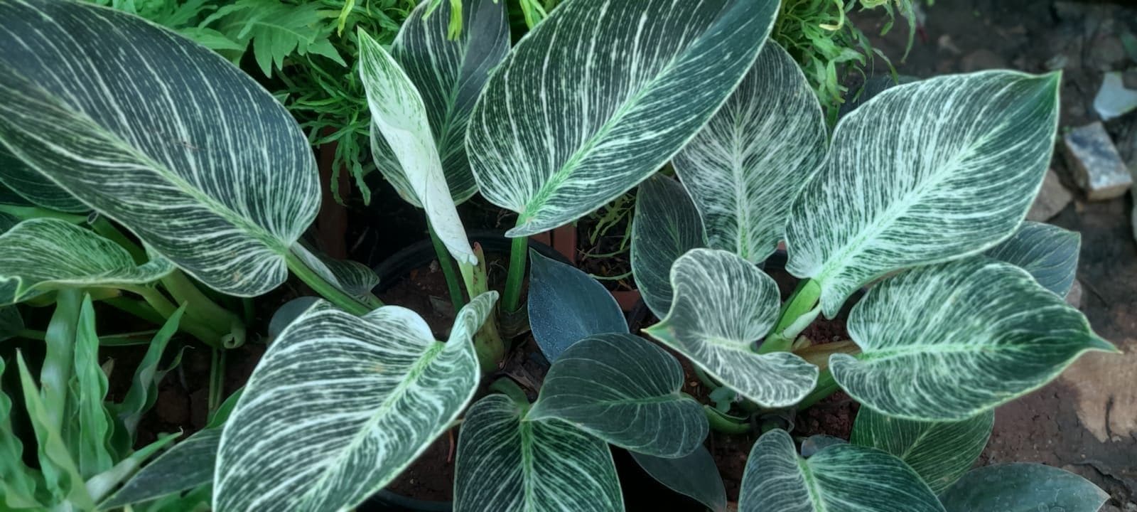 פילודנדרון בירקין (Philodendron 'Birkin' / Philodendron Birkin)