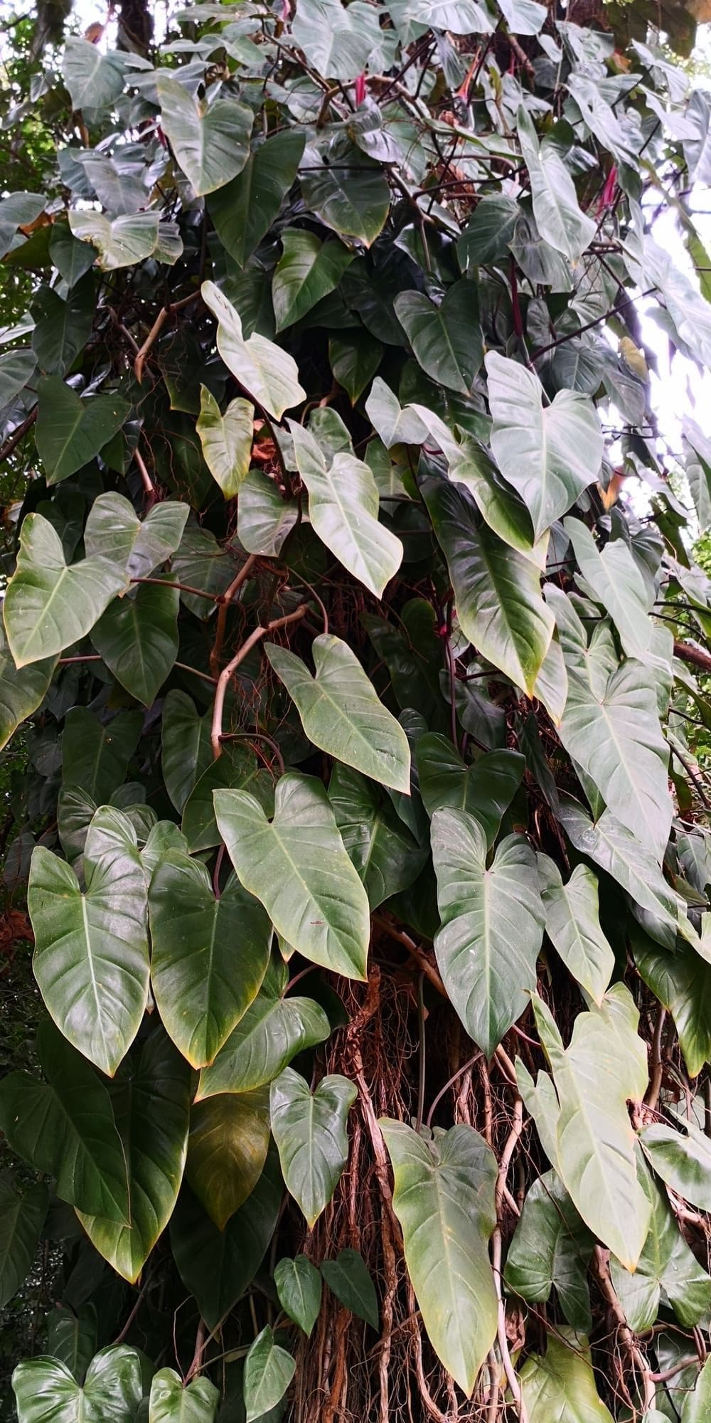 פילודנדרון אדמדם (Philodendron erubescens / Blushing Philodendron)