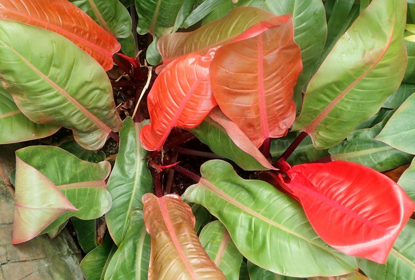 פילודנדרון פרינס אוף אורנג' (Philodendron 'Prince of Orange' / Philodendron Prince of Orange)