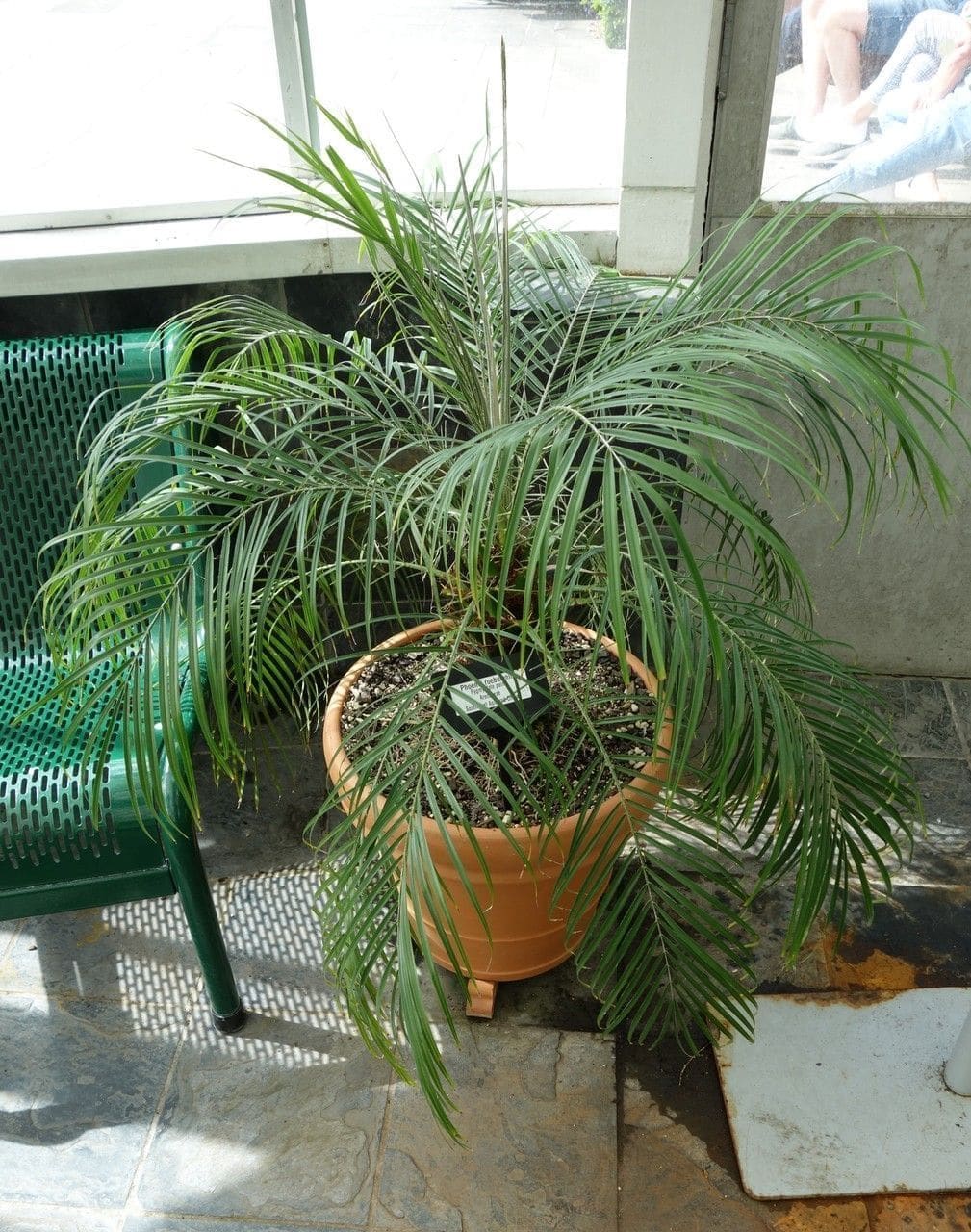 פניקס רובלני (דקל תמר ננסי) (Phoenix roebelenii / Pygmy Date Palm)