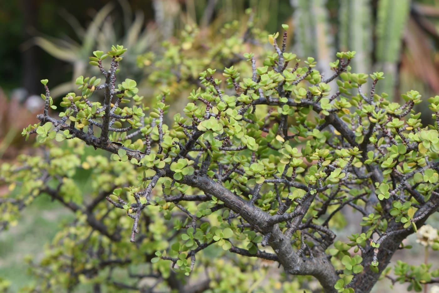 פורטולקריה אפריקאית (עץ הפיל) (Portulacaria afra / Elephant Bush)