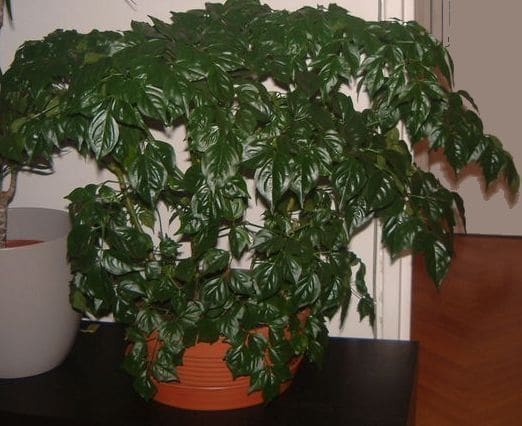 רדרמכרה סינית (Radermachera sinica / China Doll Plant)