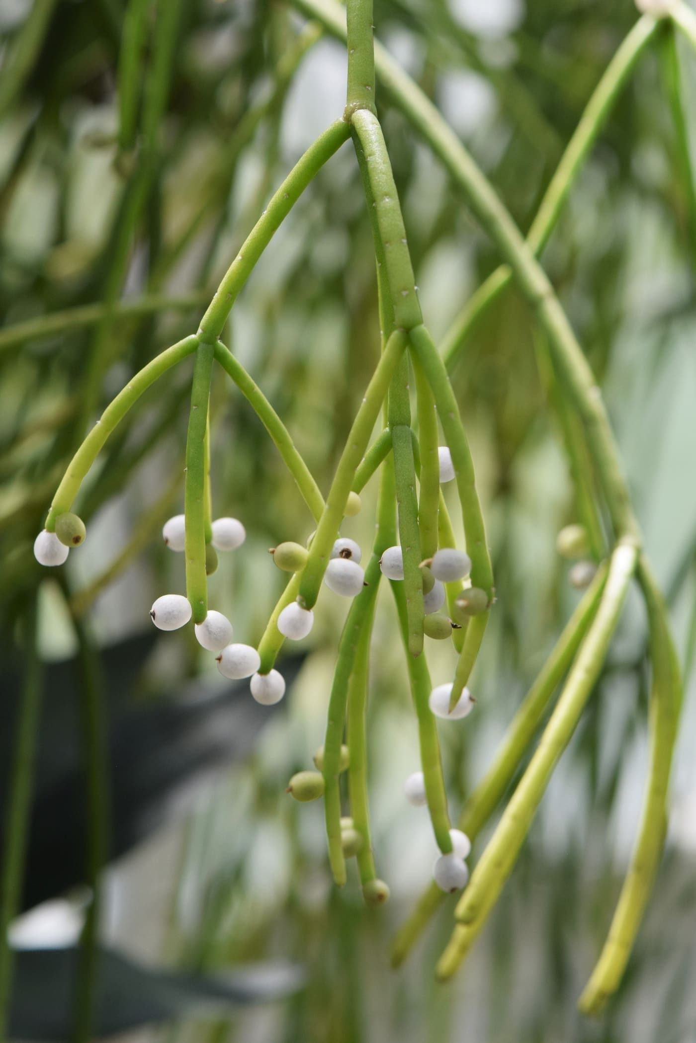 ריפסליס פירותי (קקטוס הדבשנית) (Rhipsalis baccifera / Mistletoe Cactus)