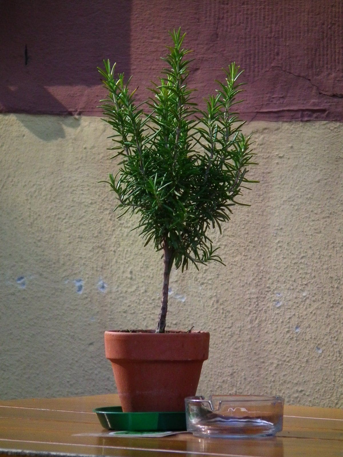 רוזמרין רפואי (Salvia rosmarinus / Rosemary)
