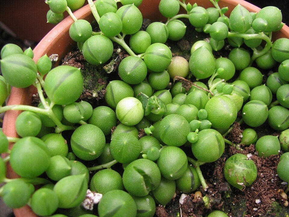 מחרוזת פנינים (Curio rowleyanus / String of Pearls)