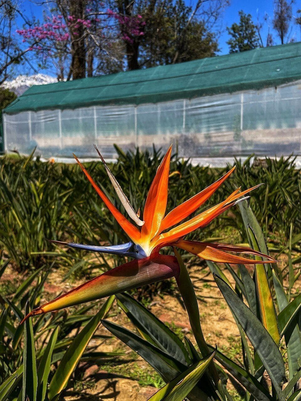 עוף גן עדן כתום (Strelitzia reginae / Bird of Paradise)