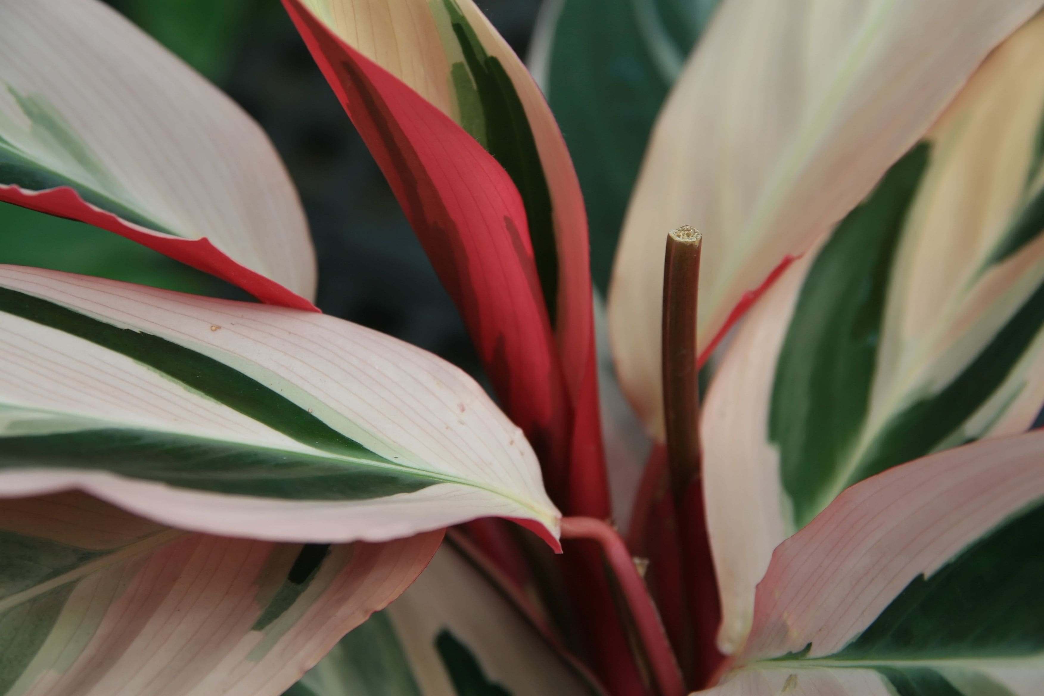 סטרומנתה טריוסטאר (Stromanthe sanguinea 'Triostar' / Triostar Stromanthe)