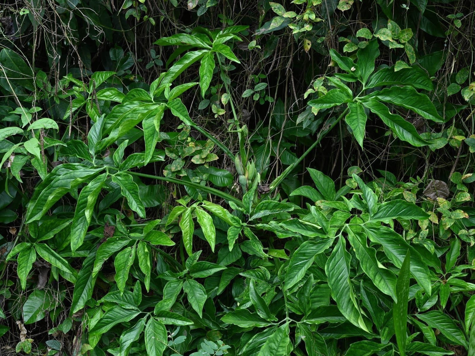 סינגוניום מצוי (Syngonium podophyllum / Arrowhead Plant)