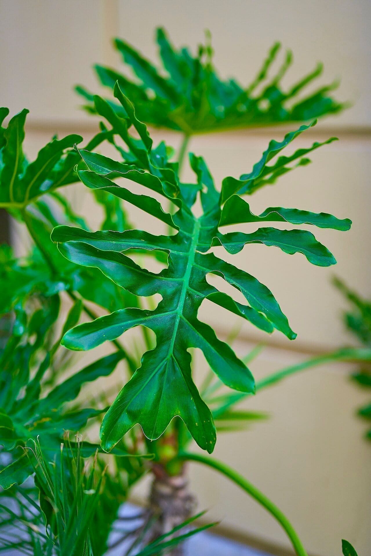 פילודנדרון סלאום (פילודנדרון עץ) (Thaumatophyllum bipinnatifidum / Tree Philodendron)