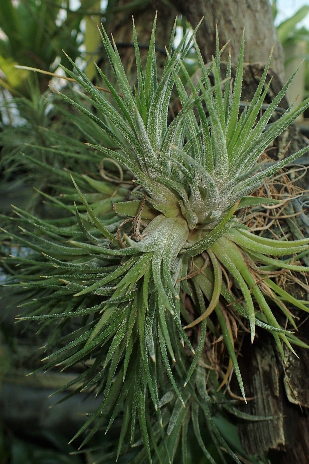 טילנדסיה (צמח אוויר) (Tillandsia ionantha / Air Plant)