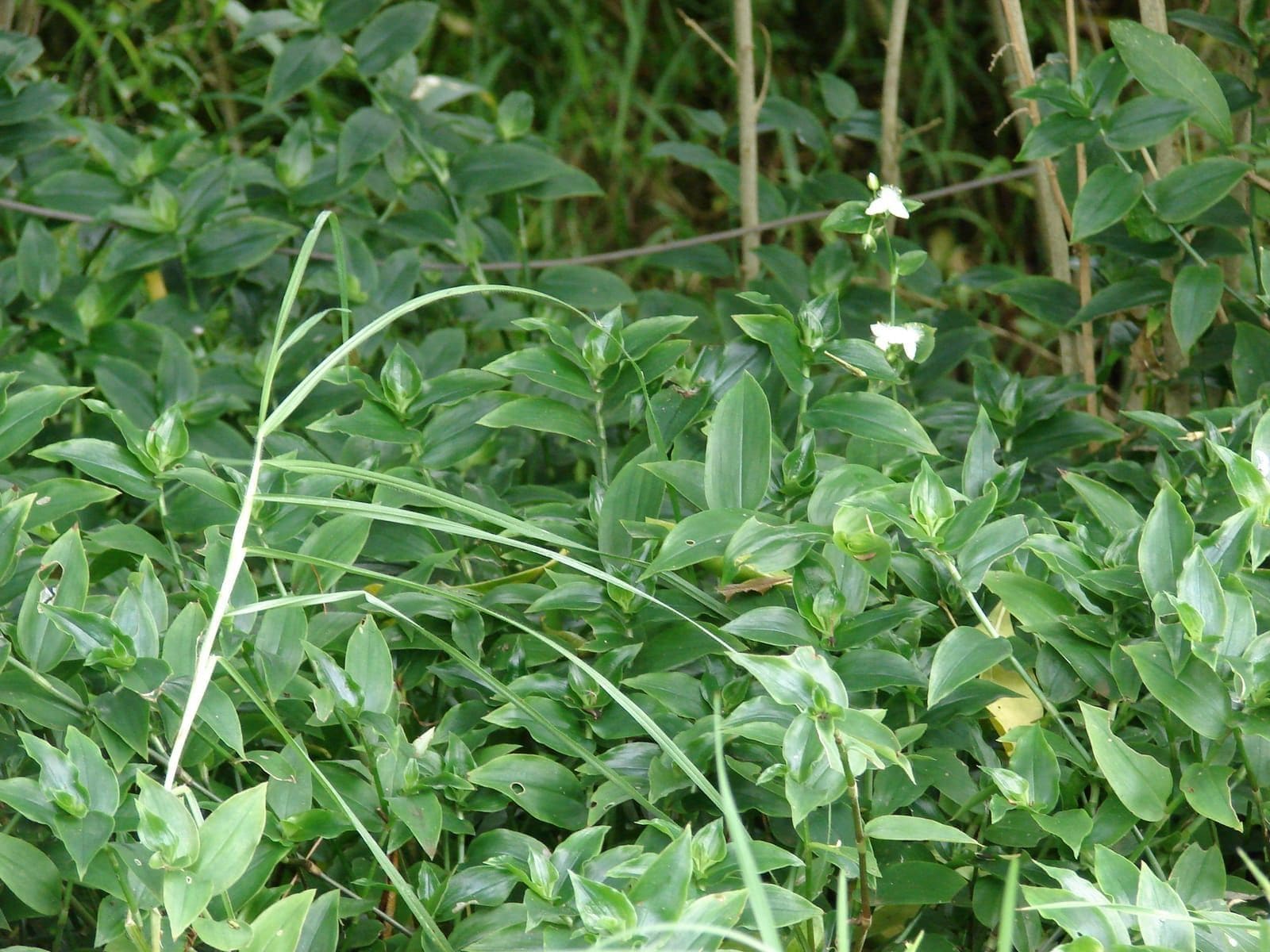 טרדסקנציה ירוקה (Tradescantia fluminensis / Small-leaf Spiderwort)