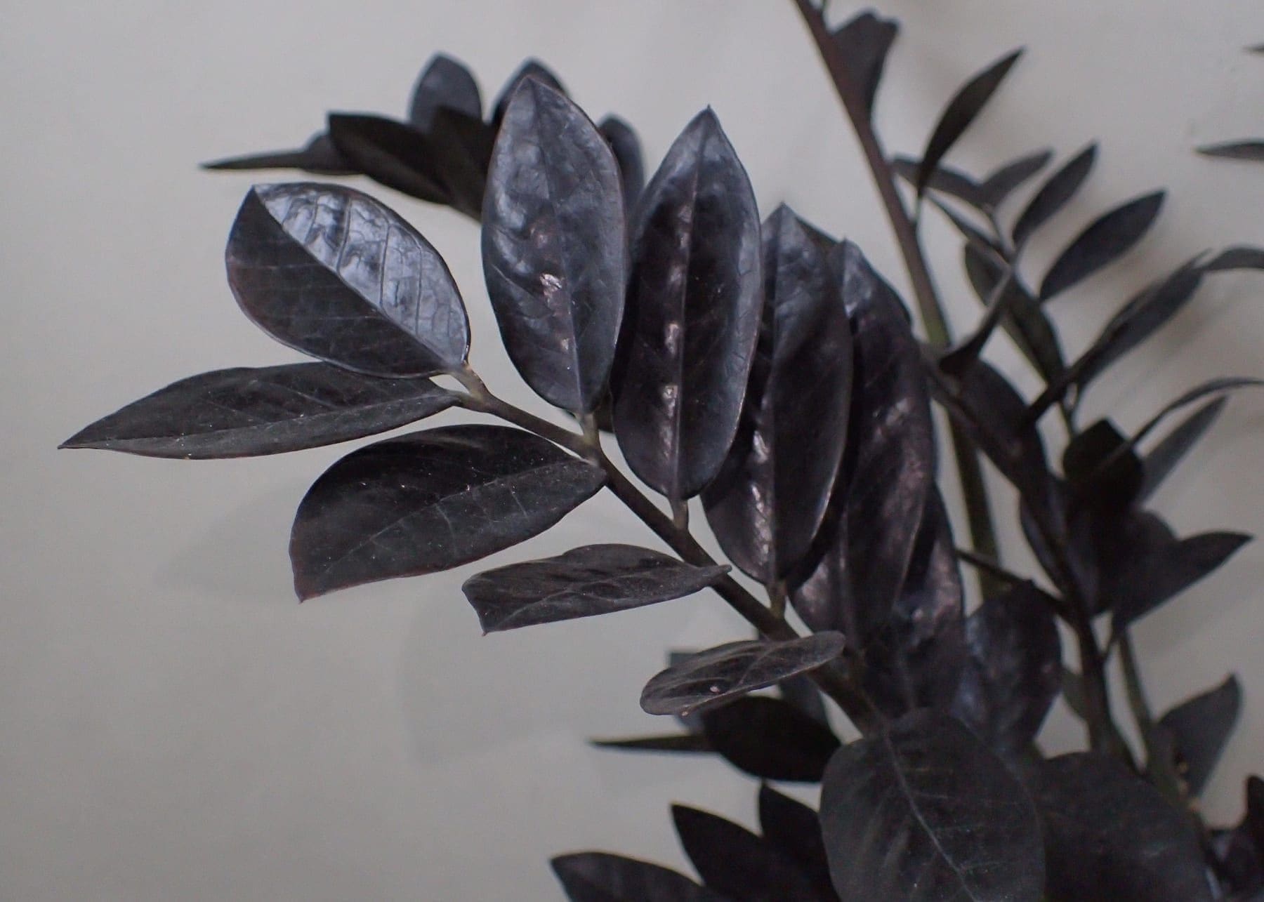 זמיוקולקס ראבן (שחור) (Zamioculcas zamiifolia 'Raven' / Black ZZ Plant)