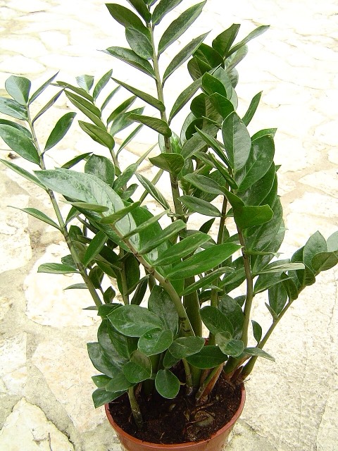 זמיוקולקס (זמיה)